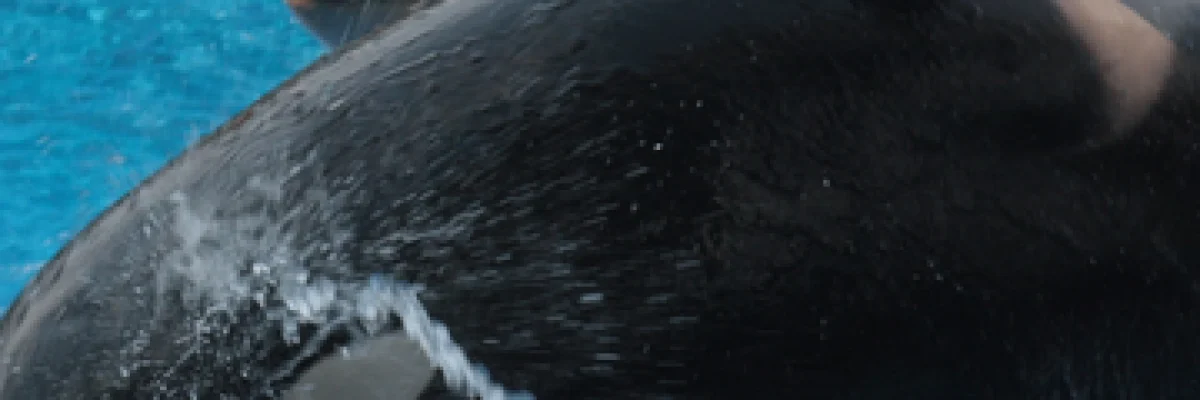 ba98f4_246d5ee92d424daca409d71c97e5bff5_mv2